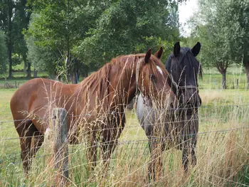 Roborst (Belgium)